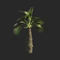 Tall Palm Tree With Green Fronds And Natural Trunk Texture For Landscape