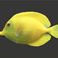 Bright Yellow Fish With Red Eyes And Yellow Fins On Dark Background With Reflection