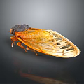 Closeup Cicada Flying Insect With Black Head Body And Orange Yellow Transparent Veined Wings