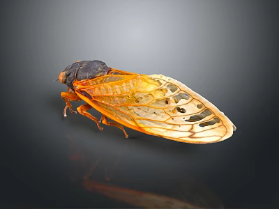 Closeup Cicada Flying Insect With Black Head Body And Orange Yellow Transparent Veined Wings 3d model