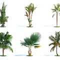 Various Arbor Tree Varieties With Different Tropical Leaf Shapes And Trunk Features 3d model