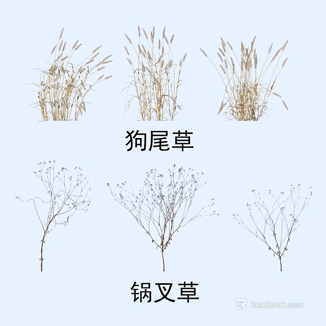 Elegant Foxtail Grass and Silver Crown Grass for Natural Garden Landscape Arrangement 3d model 
