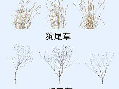 Elegant Foxtail Grass and Silver Crown Grass for Natural Garden Landscape Arrangement 3d model
