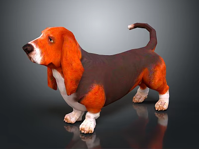 Basset Hound With Orange Brown Coat White Paws Long Ears Short Legs Curled Tail 3d model