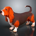 Basset Hound With Orange Brown Coat White Paws Long Ears Short Legs Curled Tail