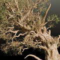 Ancient Arbor With Thick Rough Trunk Twisted Branches And Lush Green Foliage
