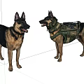 Two German Shepherd Dogs One With Tactical Vest Standing Together