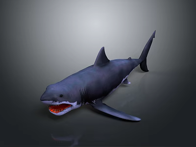 Aquatic Animal Shark 3D Model with Open Mouth and Sharp Teeth on Gray Background 3d model