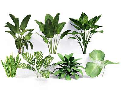 Various Types Of Indoor Green Plants With Lush Foliage And Tropical Leaves 3d model