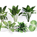Various Types Of Indoor Green Plants With Lush Foliage And Tropical Leaves