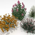 Diverse Garden Plants Featuring Purple Yellow Flowers And Green Leafy Foliage