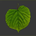 Heart shaped green leaf with prominent veins against gray background