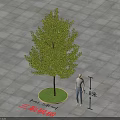 Trident Maple Tree 8 Meters Height 12 Meters Crown Diameter On Gray Square Tile Ground 3d model