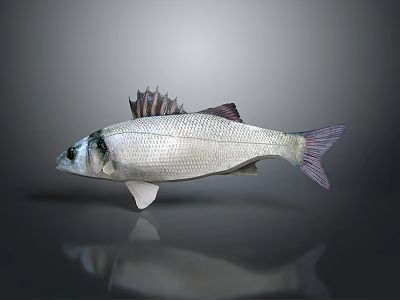 Silver Fish With Fins And Tail On Dark Background With Reflection 3d model