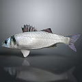 Silver Fish With Fins And Tail On Dark Background With Reflection 3d model