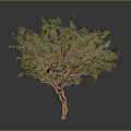 Ornamental Tree With Green Leaves Red Fruits And Red Trunk On Gray Background