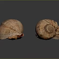 Two Conch Shells With Orange Brown Textured Surface On Black Background Reflections