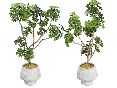 Bonsai Potted Plants With Lush Green Foliage In Gray Stone Planters 3d model