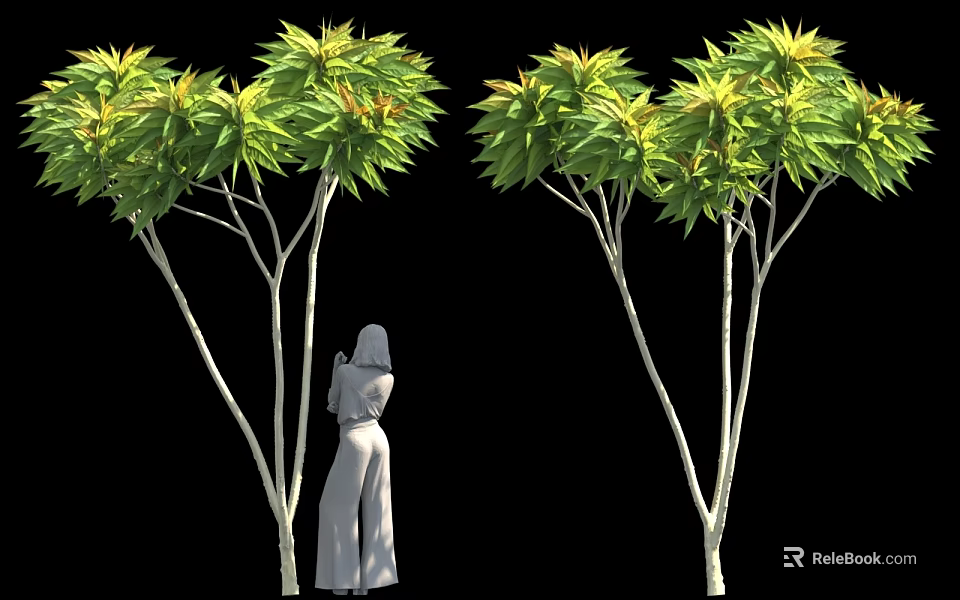 Tall Trees With Green Yellow Leaves And White Trunks Near Robed Figure 3d model 