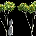 Tall Trees With Green Yellow Leaves And White Trunks Near Robed Figure
