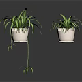 Lush Spider Plants In White Hanging Pots With Long Green Leaves And Small Offshoots