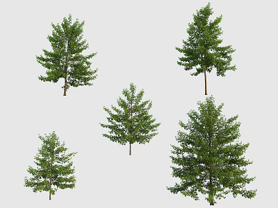 Different Types of Arbor Trees Featuring Various Sizes and Green Foliage 3d model