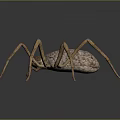 Realistic Spider With Long Legs And Textured Brown Body On Dark Surface