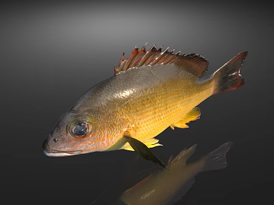 Yellow Brown Aquatic Fish with Fins and Reflections on Dark Background 3d model