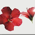 Two Pink Hibiscus Flowers With One Fully Open And One Partially Open On White Background