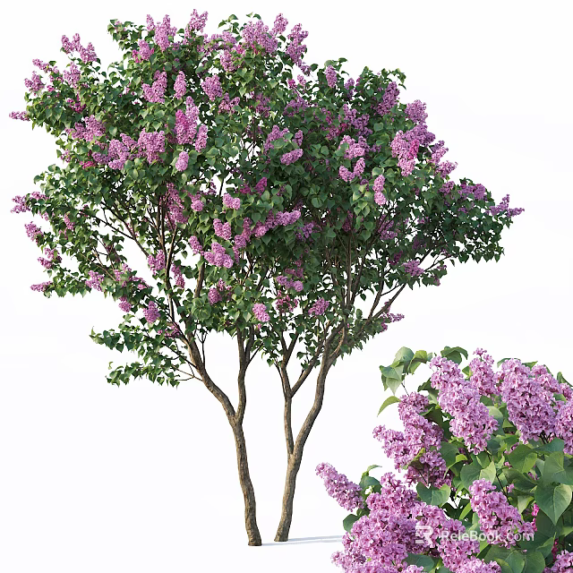 Lush Lilac Tree with Abundant Purple Flowers and Green Leaves in Garden 3d model 