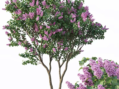 Lush Lilac Tree with Abundant Purple Flowers and Green Leaves in Garden 3d model