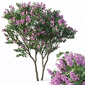 Lush Lilac Tree with Abundant Purple Flowers and Green Leaves in Garden