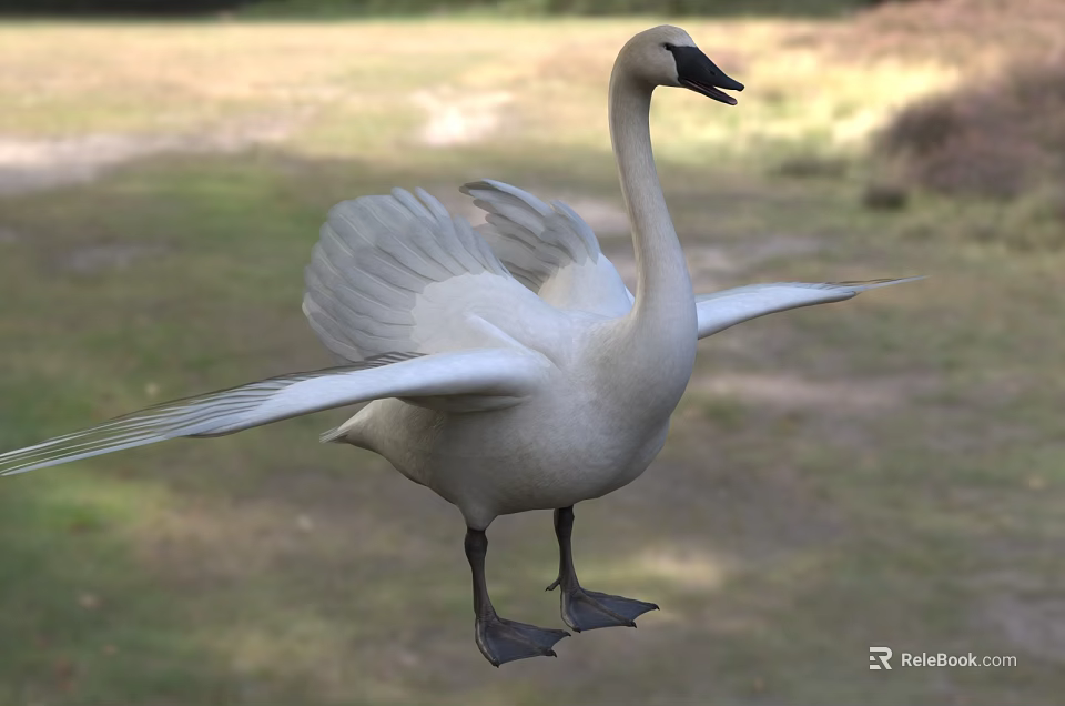 White Swan With Spread Wings Standing On Green Grassland In Natural Habitat 3d model 