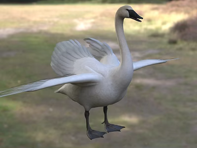 White Swan With Spread Wings Standing On Green Grassland In Natural Habitat 3d model