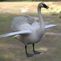 White Swan With Spread Wings Standing On Green Grassland In Natural Habitat