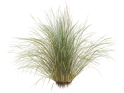 Lush Green Ornamental Grass with Slender Leaves and Soil Covered Roots 3d model