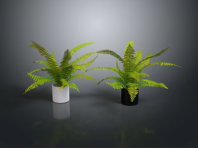 Lush Green Ferns In White And Black Pots For Indoor Decor 3d model