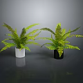 Lush Green Ferns In White And Black Pots For Indoor Decor