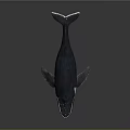 Detailed 3D Whale Model With Open Mouth Dark Body And White Underbelly