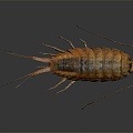 Modern sea cockroach cockroach skin shrimp beetle 3d model