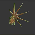 Unique Starfish With Multiple Sharp Red Brown Spikes And Textured Body