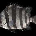 Black And White Striped Fish With Fins And Spines On Black Background