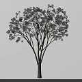 Elegant Arbor Tree With Lush Purple Flowers And Spreading Branches