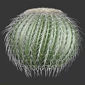 Green Spherical Cactus With White Thorns And Round Top Fuzzy Texture
