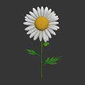 White Petal Daisy with Yellow Center Green Stem and Fresh Green Leaves