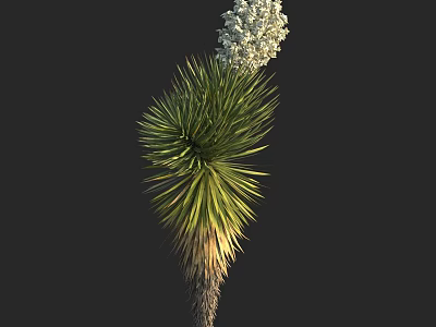 Yucca Plant With Green Spiky Leaves And White Flower Cluster 3d model