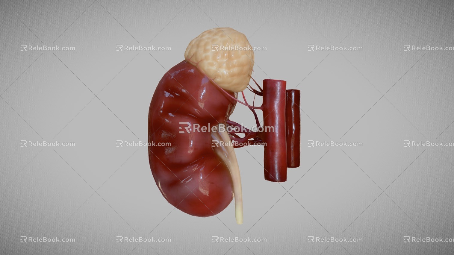 Kidney Kidney Human Organs Internal Organs model