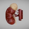 Sci Fi Game Character Anatomical 3D Kidney Model With Red Vessels Design 3d model