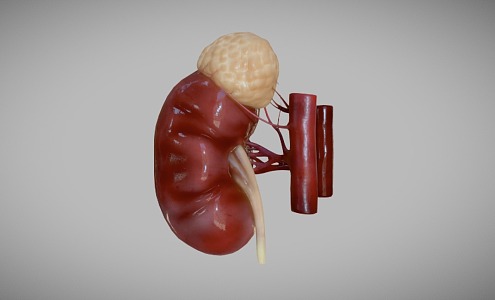 Kidney Human Organs Internal Organs 3d model