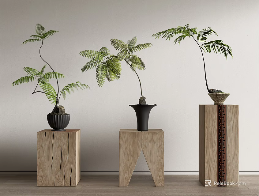 Bonsai Potted Plants With Lush Fern Leaves On Wooden Stands For Indoor Decor 3d model 